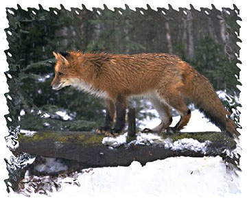 real_red_fox